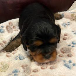 Nora - Black and tan female Cavalier King Charles Spaniel puppy in Paulden, Arizona from Nine Mile Cavaliers