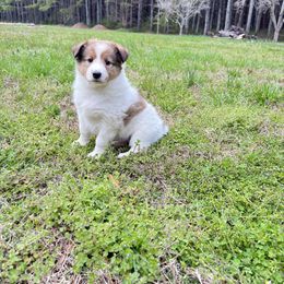 Lucy - White Collie puppy in Franklin, Tennessee from Franklin Farm Collies