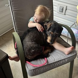 Dachshund Puppies from Two River Wirehaired Dachshunds