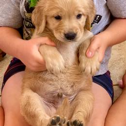 Dark Blue collar - Golden male Golden Retriever puppy in Yucaipa, California from Blessed Goldens