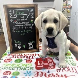 Labrador Retriever Puppies from True Labradors