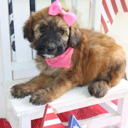 Missy - Wheaten female Whoodle puppy in Smallett, Missouri from Leshas Whoodles