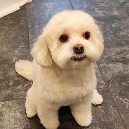 Opal - Shihpoo