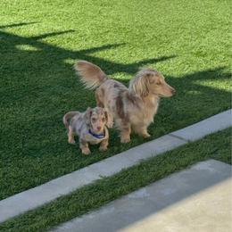 Dapple long hair male - Dapple male Dachshund puppy in San Diego, California from San Diego Dachshunds