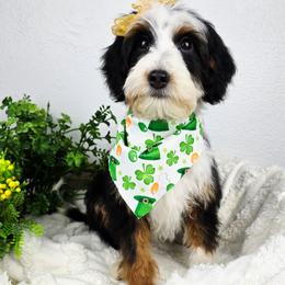 S'mores - female Australian Mountain Doodle puppy in Grand Rapids, Michigan from The Kindred K9