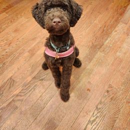 Miniature Schnauzer and Poodle All Grown Up from Farmer Brown's Puppies