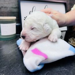 Border Collie and Maremma Sheepdog Puppies from 2J 2K Border Collies & Maremma Sheepdogs