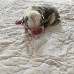 Betty - Blue female Boston Terrier puppy in Gibson City, Illinois from Quinn's Kennels