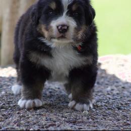 Vega sky - Black tan and white female Bernese Mountain Dog puppy in Winigan, Missouri from Home Sweet Bernese