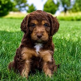 Mort - Red phantom male Aussiedoodle puppy in Decatur, Illinois from Signature Doodles