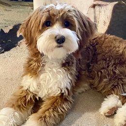 Peggy - Sheepadoodle