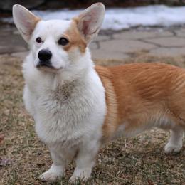 Kado - Pembroke Welsh Corgi