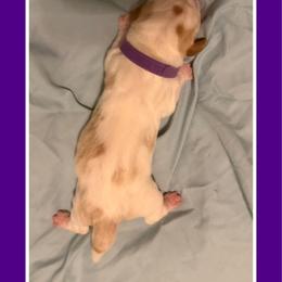 Purple collar female - Red and white female Basset Hound puppy in Columbia, South Carolina from Pawmetto Hounds
