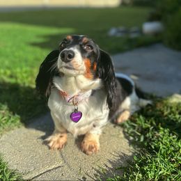 Sunshine - Dachshund