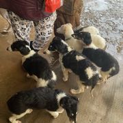 Borzoi and Greyhound Puppies from Kay Henderson