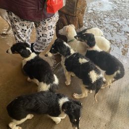Borzoi and Greyhound Puppies from Kay Henderson