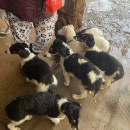 Borzoi and Greyhound Puppies from Kay Henderson