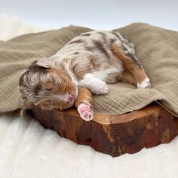 Boy 3 - Red merle male Aussiedoodle puppy in Manteca, California from Silva Ranch Doodles