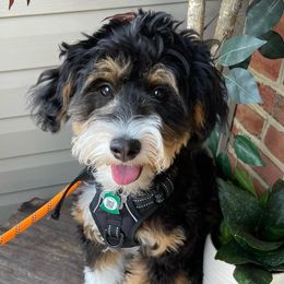 Bernedoodles from Bollinger Pups