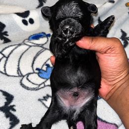 Froggy 1500 - Black and tan male Yorkshire Terrier puppy in Gastonia, North Carolina from Banks Dynasty Kennel