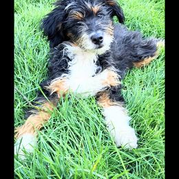 Willie - male Aussiedoodle puppy in Moscow, Idaho from Panhandle Australian Shepherds