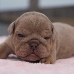 Icicle - Lilac tri-color female Bulldog puppy in Warsaw, New York from Hillview Kennels