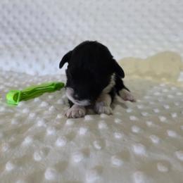 Ruby - Black and white female Sheepadoodle puppy in Weatherford, Texas from Oodles of poodles and doodles