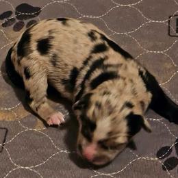 Spur - Blue merle female Australian Shepherd puppy in Piedmont, Oklahoma from HeartDriven Aussies