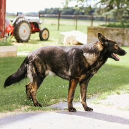 Frida - German Shepherd