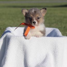 Blue Merle Boy 4 orange ribbon - Blue male Pembroke Welsh Corgi puppy in Ville Platte, Louisiana from Flat town corgis