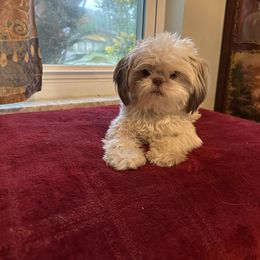 Shih Tzu Puppies from Prescious Shih Tzu’s