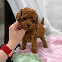 Poodle Puppies from KC Poodles of PA