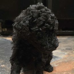 Grey Collar - Black male Poodle puppy in Henagar, Alabama from Windy Oak Kennels