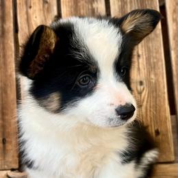 Doc - Black and tan male American Corgi puppy in Tome, New Mexico from Blue Diamond Welsh corgis