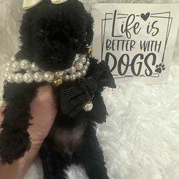 Noelani - Black female Maltipoo puppy in Apple Valley, California from Boujeepups