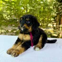 Bernedoodle and Poodle Puppies from Plum Valley Pups