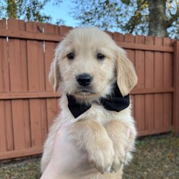 Burton - Golden Retriever puppy from Daisy Lynn Goldens