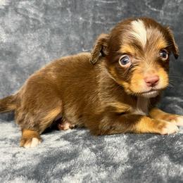 Boy 1 - Red tri male Toy Australian Shepherd puppy in Alabama from SBA Aussies