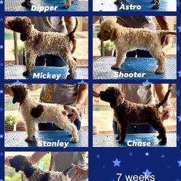 Lagotto Romagnolo Puppies from Crescendo Lagotto Romagnolos