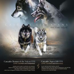 Siberian Husky puppies from Cascade Siberians