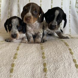 Dachshund Puppies from Destiny's Dachshunds