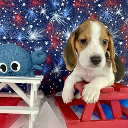 Trip - Black white and tan male Beagle puppy in Katy, Texas from Houston’s Howlin’ Hounds