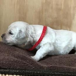 Mr Red - Light golden male Golden Retriever puppy in Patterson, California from Trusted Valley Retrievers