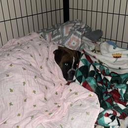 Boxer Puppies from Pawsitively Amazing Boxers LLC