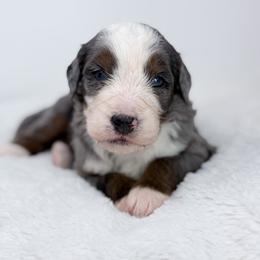 Buzz - Merle male Bernedoodle puppy in Fleming, Colorado from Vandenbark Doodles