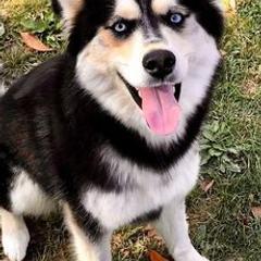 Pomeranians, Pomskies, and Siberian Huskies from Heavenly Made Huskies and Poms