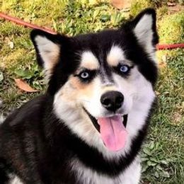 Pomeranians, Pomskies, and Siberian Huskies from Heavenly Made Huskies and Poms