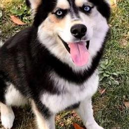 Pomeranians, Pomskies, and Siberian Huskies from Heavenly Made Huskies and Poms