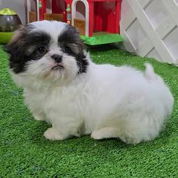 Daphne - Brindle and white female Shih Tzu puppy in Aurora, Missouri from KnJ Precious Paws LLC
