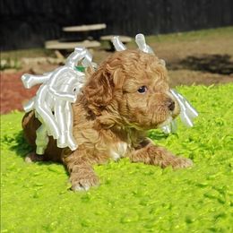 Snookums - Apricot male Cavapoo puppy in Dallas, Texas from Halo's Heroes Doodles